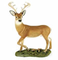 Country Artists Deer White Tailed Buck